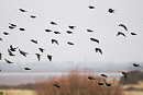 Starlings on the move - Harry Appleyard.