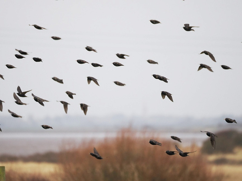 Starlings on the move - Harry Appleyard.