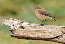 Wheatear - Darren Chapman.