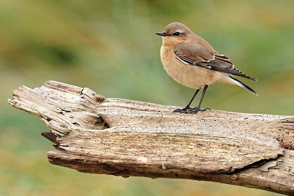 Wheatear - Darren Chapman.