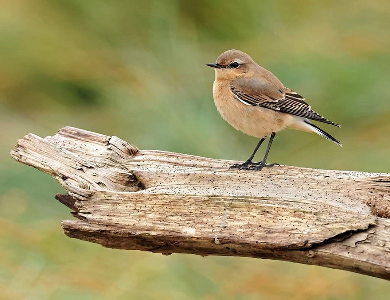 Wheatear - Darren Chapman.