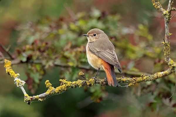 Redstart - Darren Chapman.