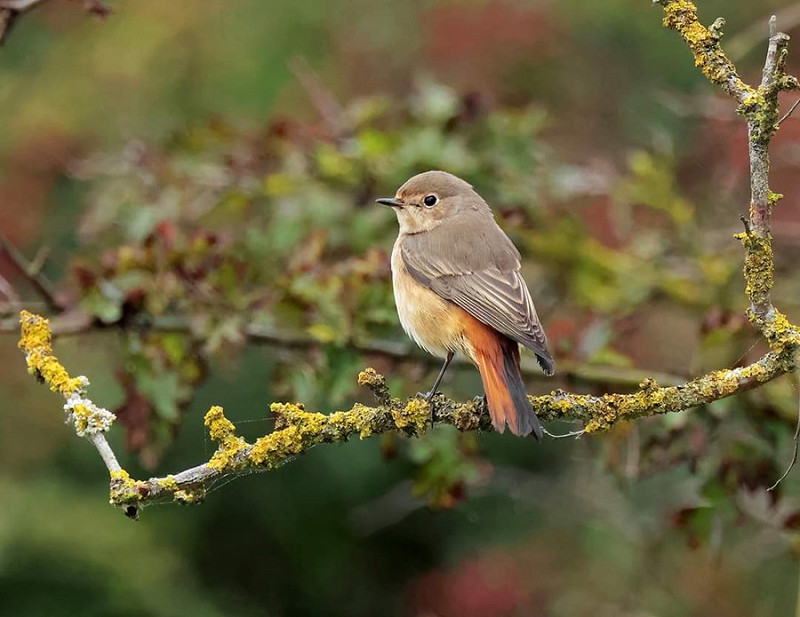 Redstart - Darren Chapman.