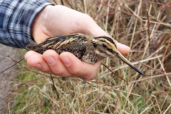 Jack Snipe - Dave Constantine.