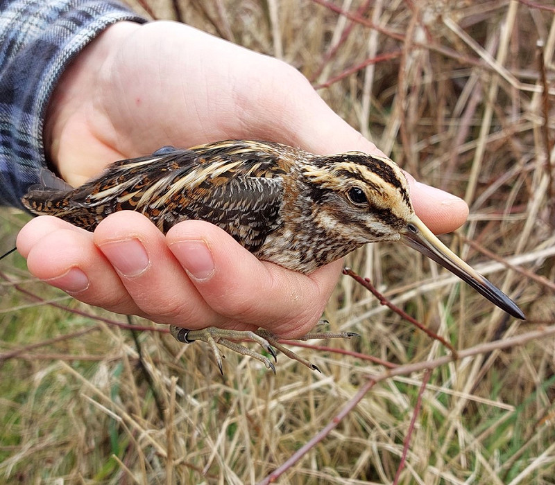 Jack Snipe - Dave Constantine.