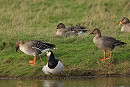 Tundra Bean Geese and Barnacle Goose - Dave Constantine.