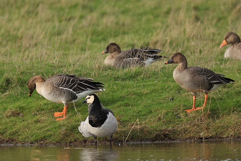 Tundra Bean Geese and Barnacle Goose - Dave Constantine.