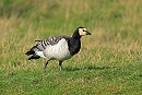 Barnacle Goose - Dave Constantine.