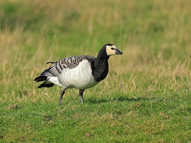 Barnacle Goose - Dave Constantine.