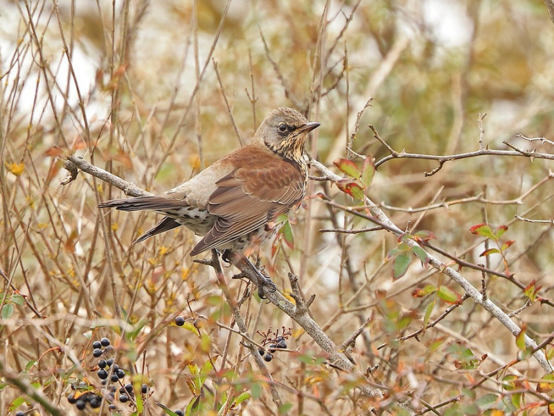 Fieldfare - Dave Constantine.