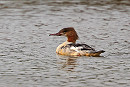 Goosander- Dave Constantine.
