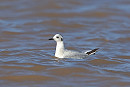 Little Gull - Dave Constantine.