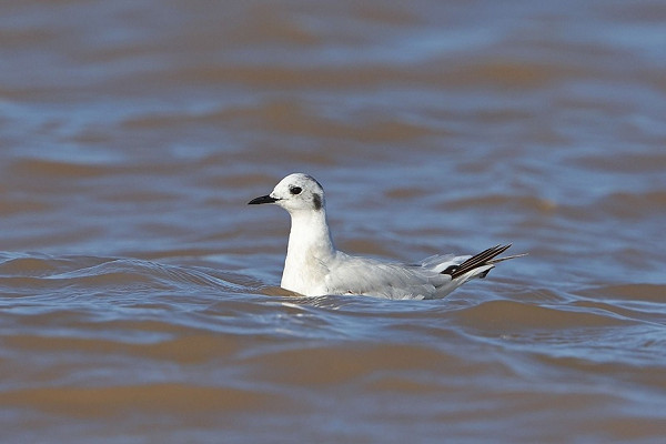 Bird sightings Tuesday, 18 August 2026