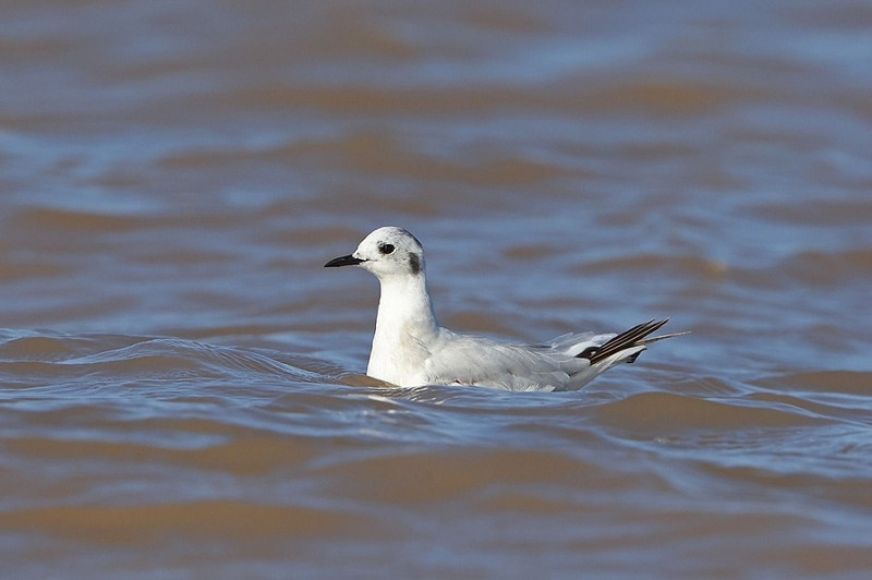 Little Gull - Dave Constantine.