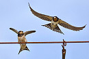 Swallows - Jack Petit..