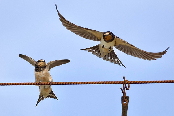 Bird sightings Sunday, 23 August 2026