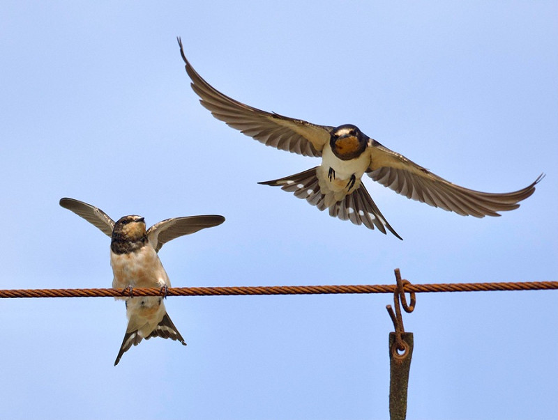Swallows - Jack Petit..