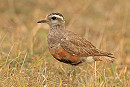 Dotterel - Dave Constantine.