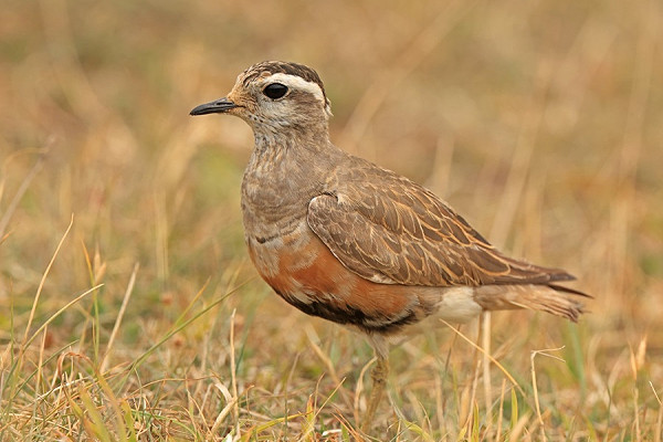 Dotterel - Dave Constantine.