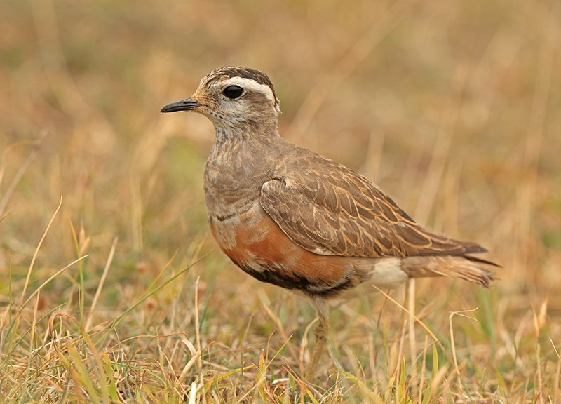 Dotterel - Dave Constantine.