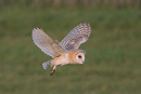 Barn Owl - Debra Saunders.