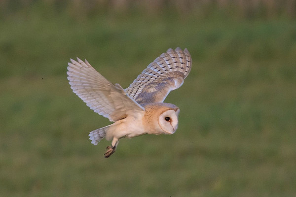 Barn Owl - Debra Saunders.