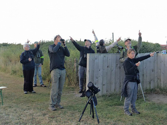 Spurn Migration Festival: A brief review