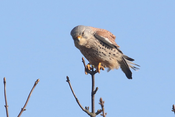 Bird sightings Thursday, 13 March 2025