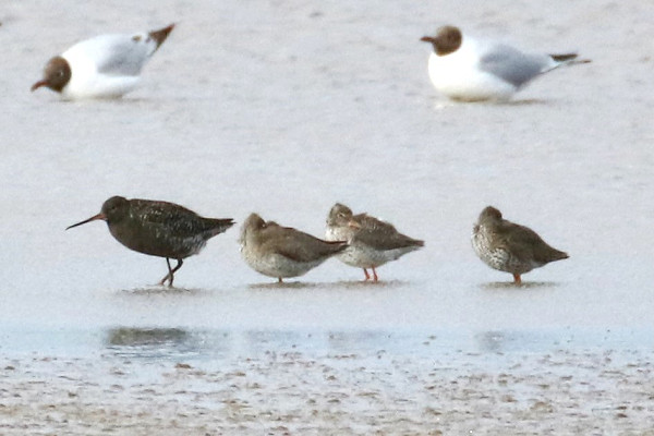 Bird sightings Monday, 23 June 2025