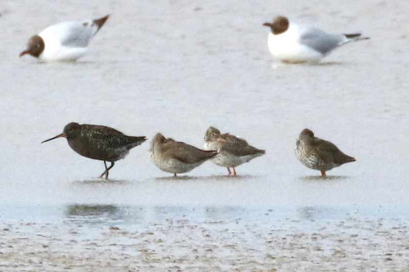 Spotted Redshank and Redshanks - Denise Shields.