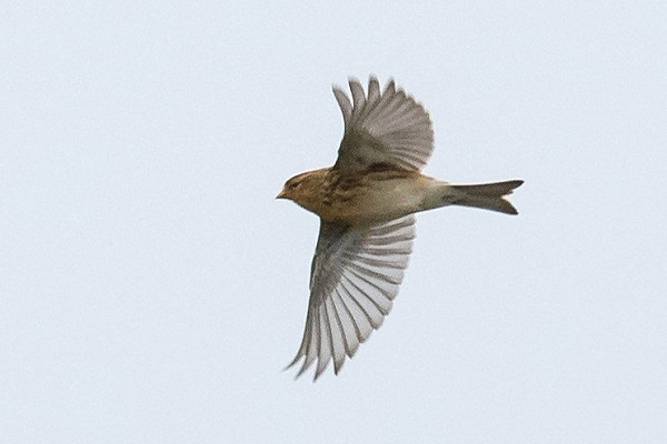 Twite - Debra Saunders.