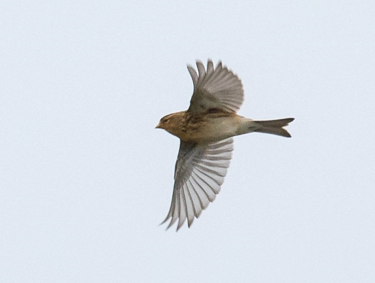 Twite - Debra Saunders.