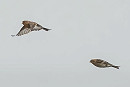 Twite - Debra Saunders.