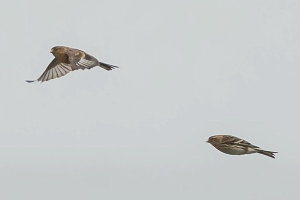 Twite - Debra Saunders.