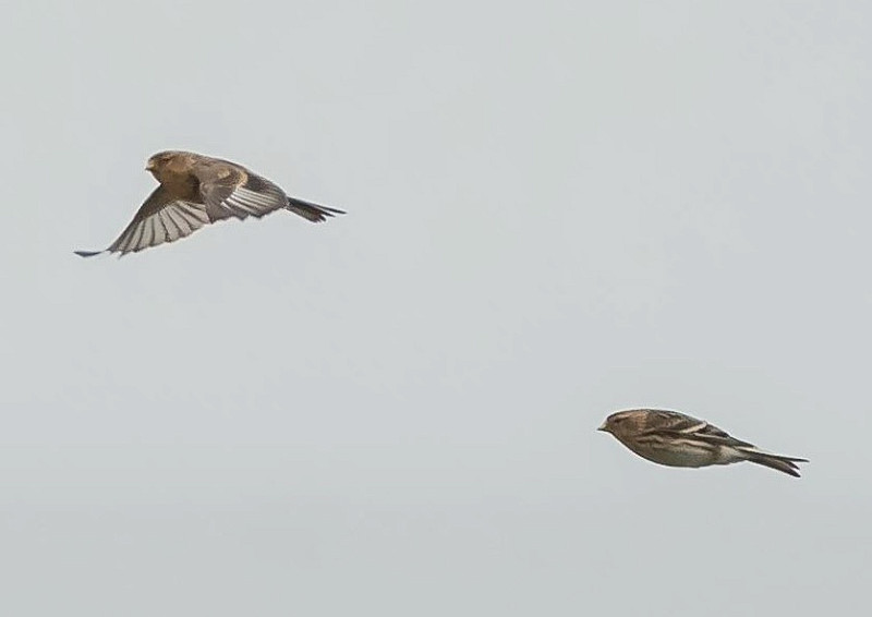 Twite - Debra Saunders.