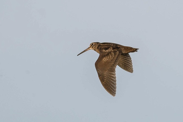 Woodcock - Debra Saunders.