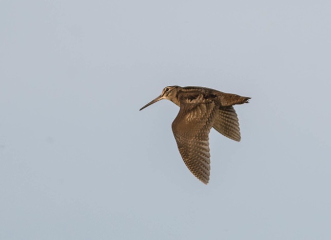 Woodcock - Debra Saunders.