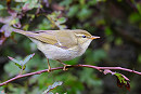 Arctic Warbler - Dave Tucker.