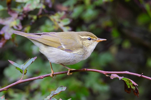 Arctic Warbler - Dave Tucker.