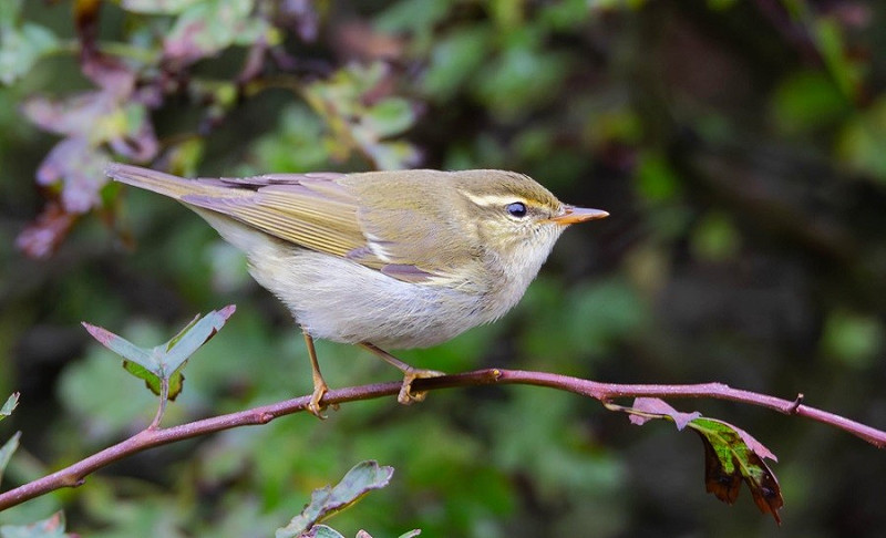 Arctic Warbler - Dave Tucker.