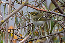 Pallas's Warbler - Dave Tucker.