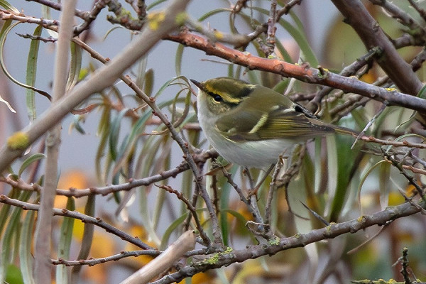 Bird sightings Saturday, 02 November 2024