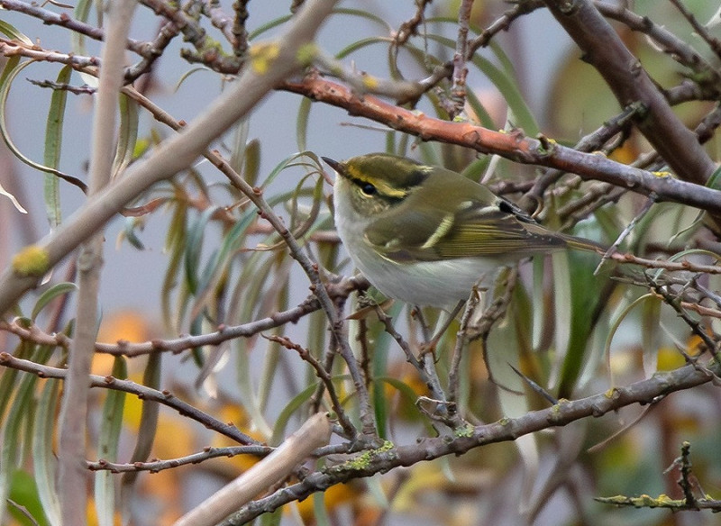 Pallas's Warbler - Dave Tucker.