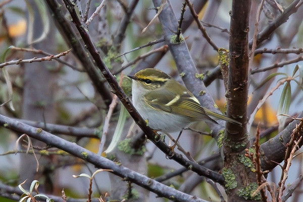 Pallas's Warbler - Dave Tucker.