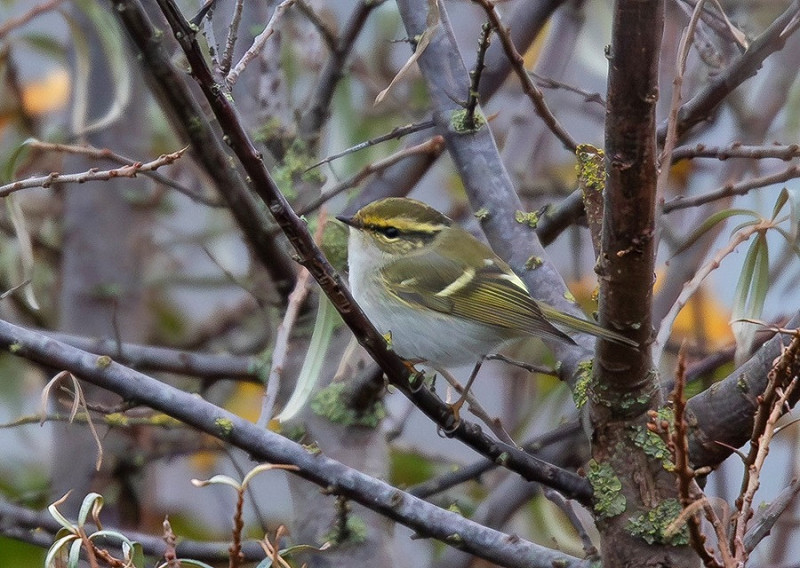 Pallas's Warbler - Dave Tucker.