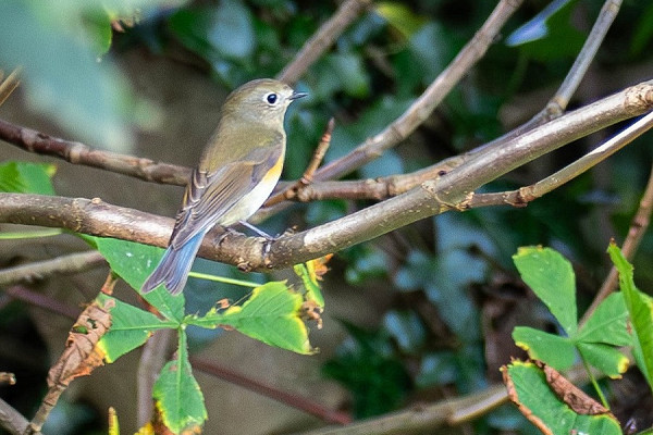 Red-flanked Bluetail, Starling and Thrushes