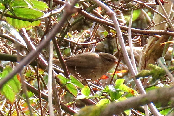 Dusky Warbler - Simon Jump.