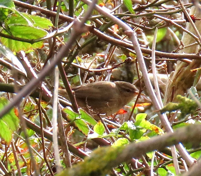 Dusky Warbler - Simon Jump.