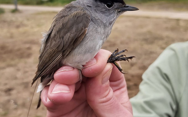 Spurn Blackcap & Motus detections