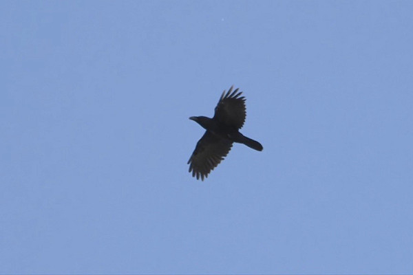 Latest sightings